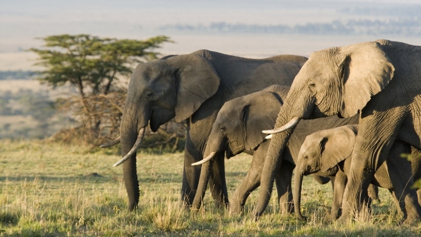 “Wild, Wonderous Africa: Botswana Safari”  And Victoria Falls - June 14-25, 2025